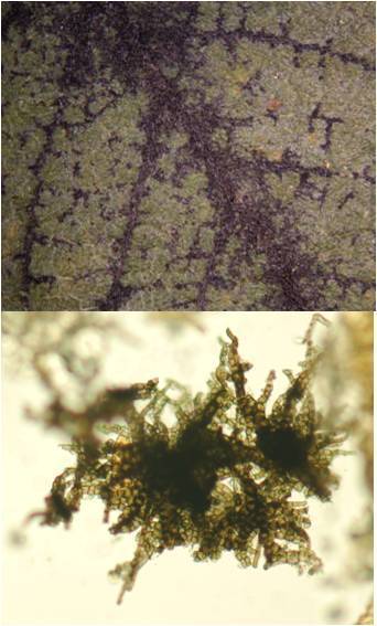 Dark pigmented epifoliar fungi