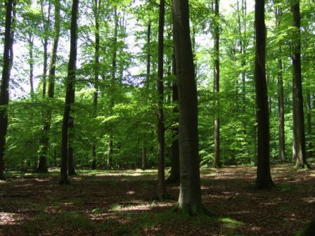 Buchenwald_komp