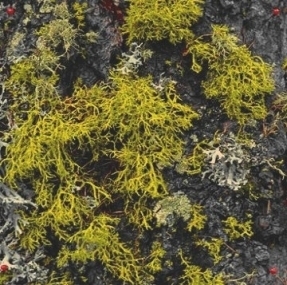 Letharia vulpina