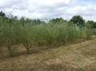Salix Fläche ÖBG